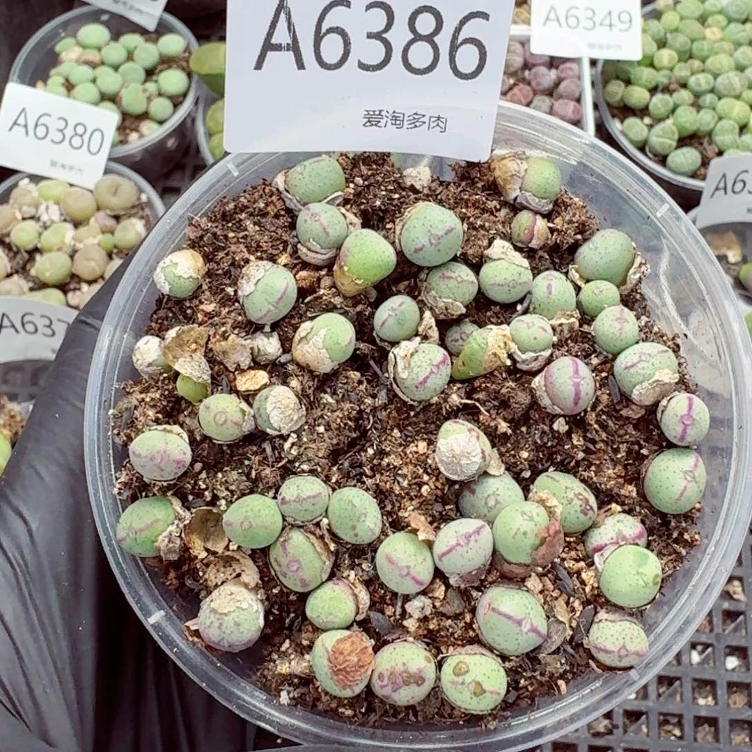 6386—生石花 生石花