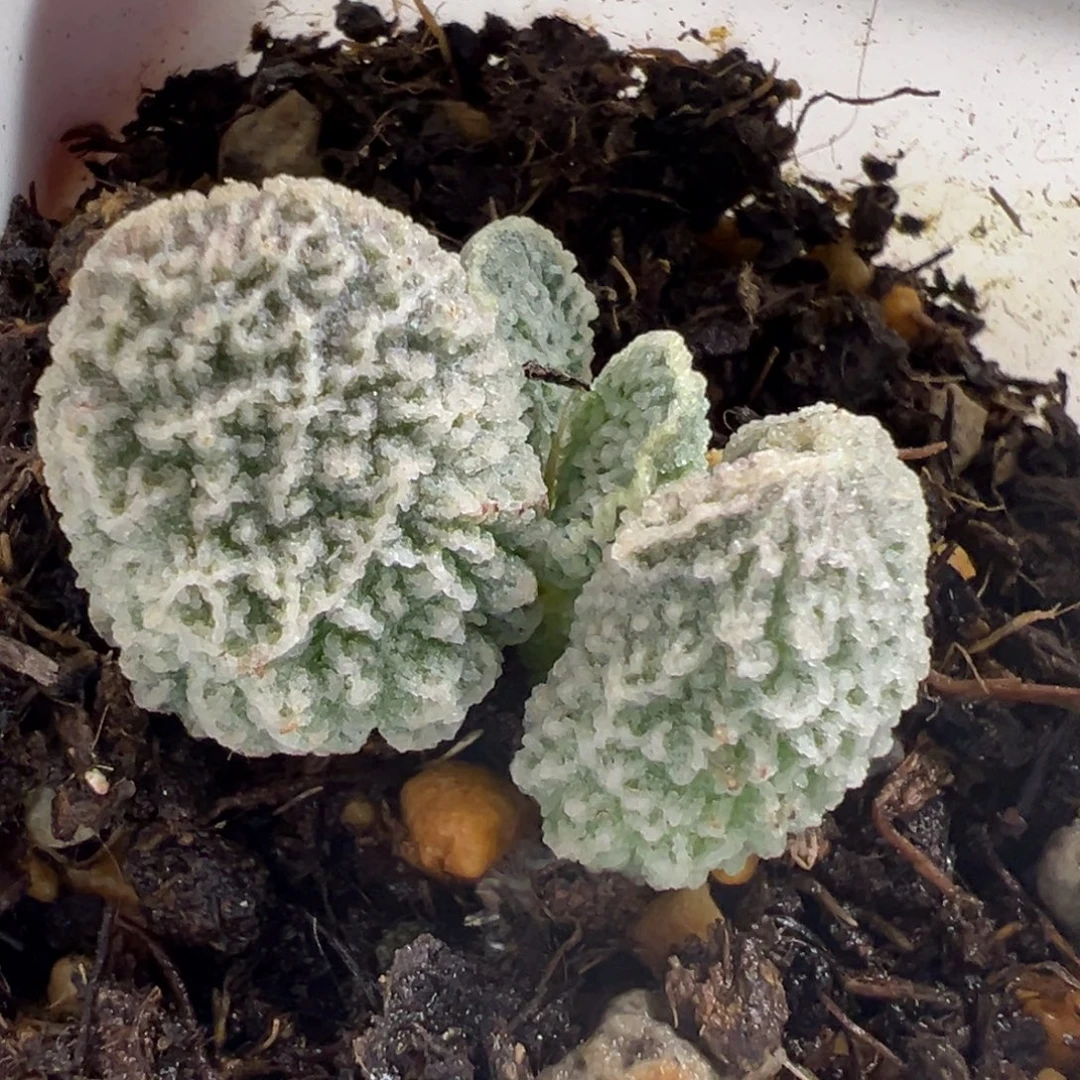 细腻脑纹实生新品多肉植物