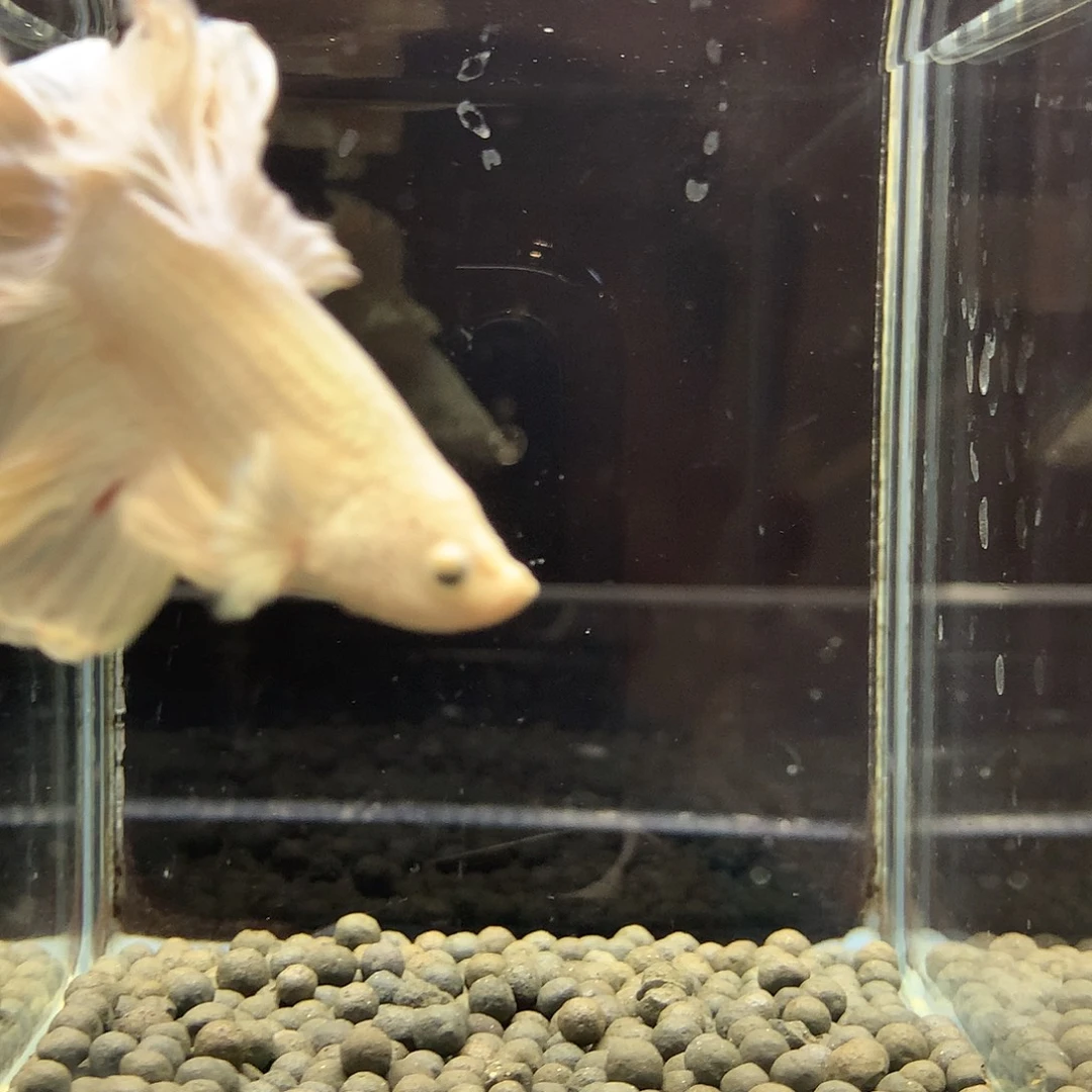 海水鱼七弟泰国斗鱼441