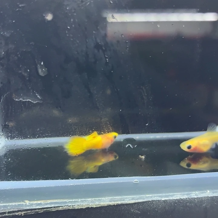 孔雀鱼金头一对8888