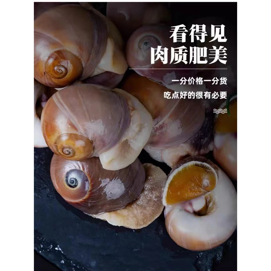 鲜活发货 大个头猫眼螺(香螺海螺)当天捕捞 吐沙挤水 包鲜