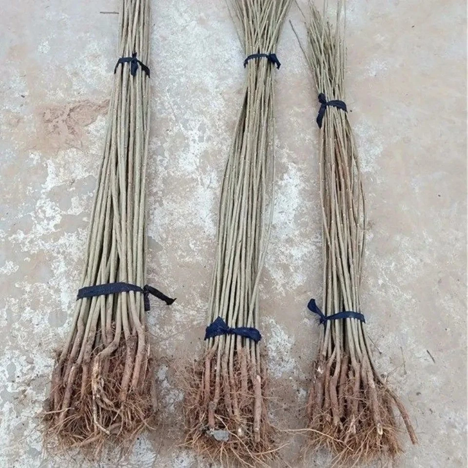 3804无絮速生杨，六年成才，成活率高