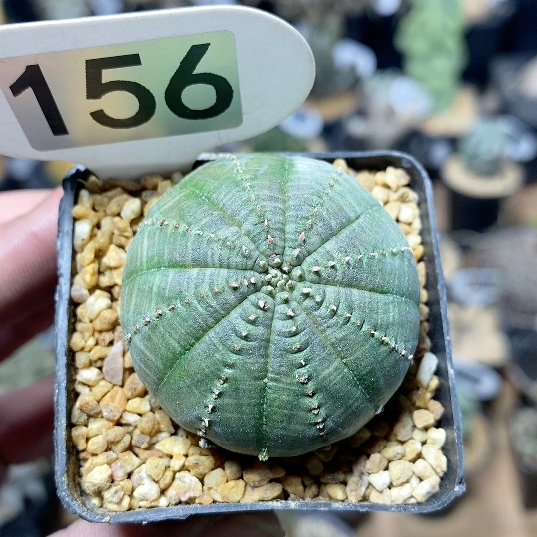 156号欧系布纹球4.3cm