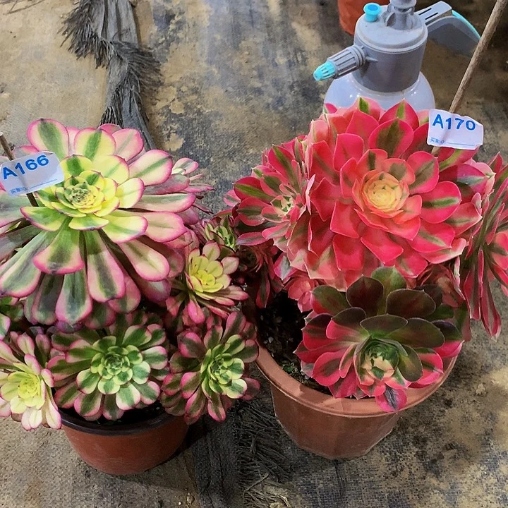 姚****?多肉送小苗166170