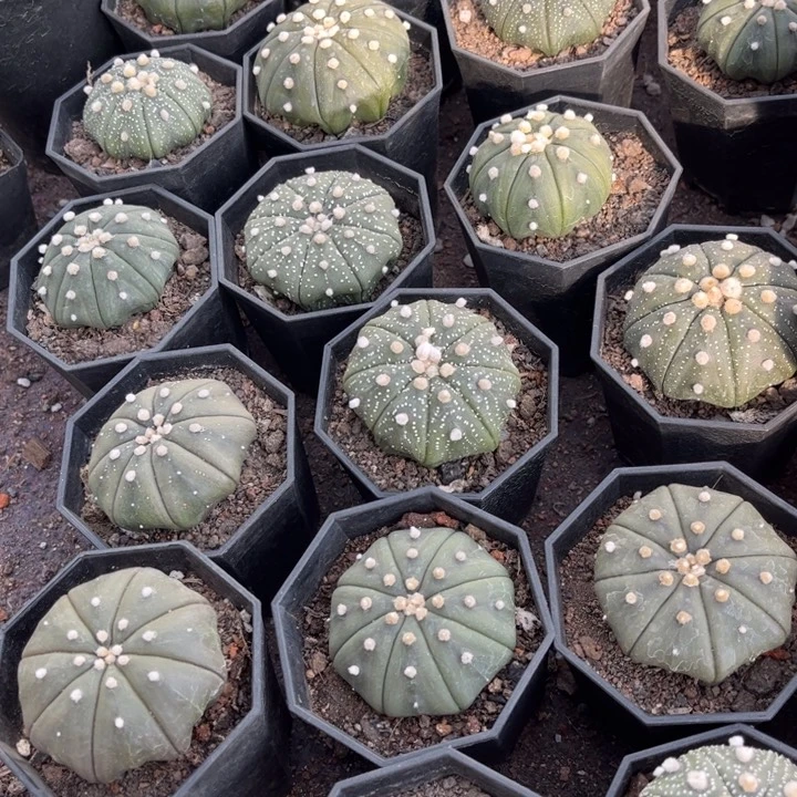 四个实生皮实好养好活