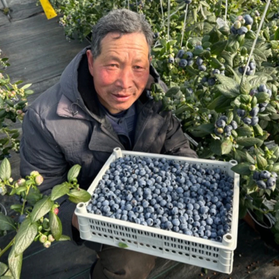 当天采摘花香蓝莓，现摘需要时间不要催哦！24h内售后