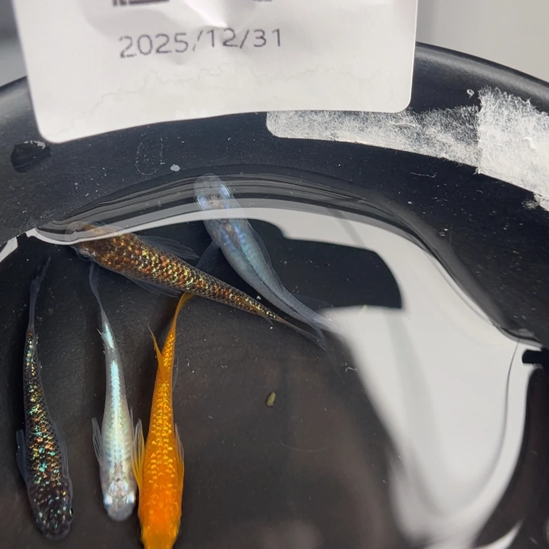 青鳉鱼215长鳍5尾