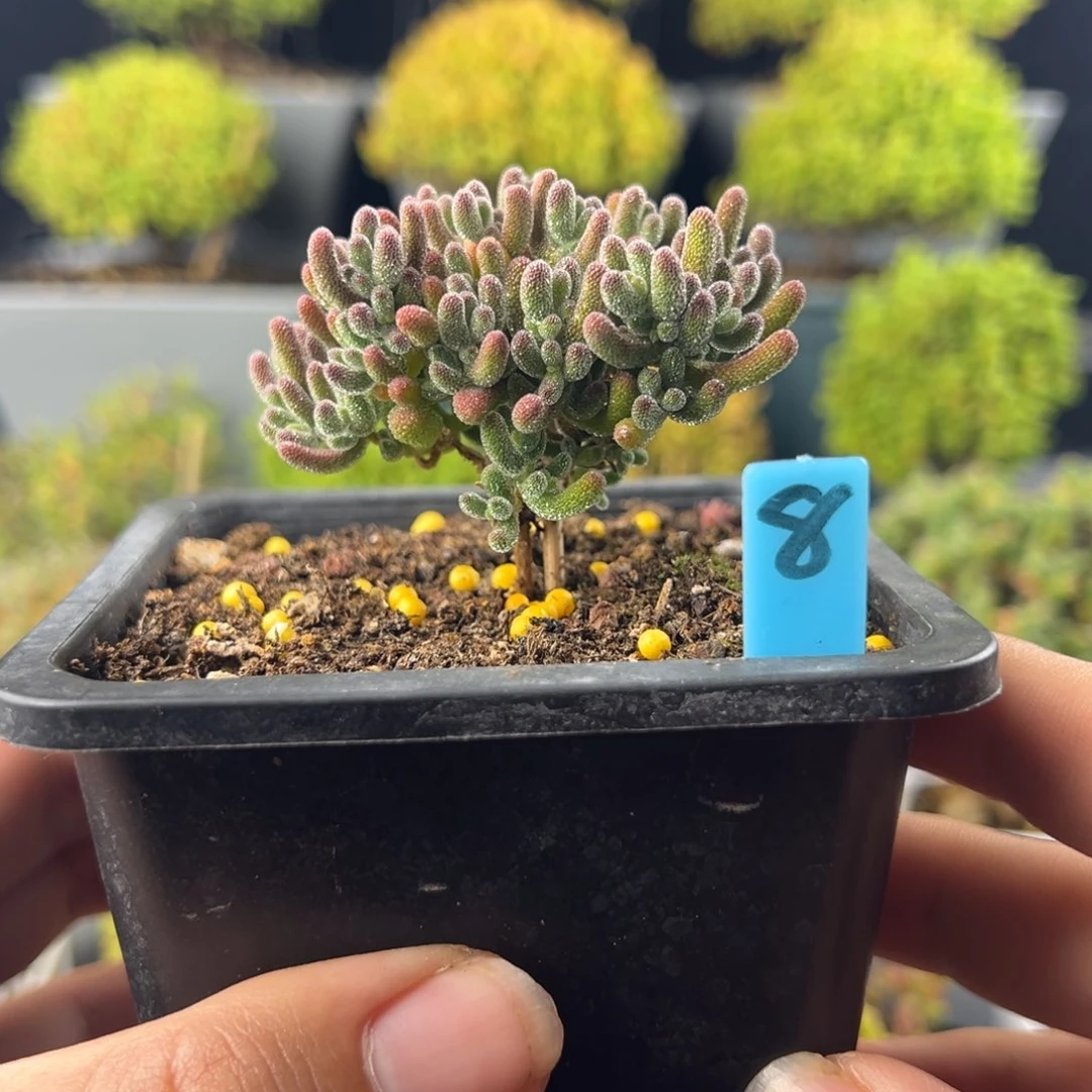 枝干番杏，冰晶，，，