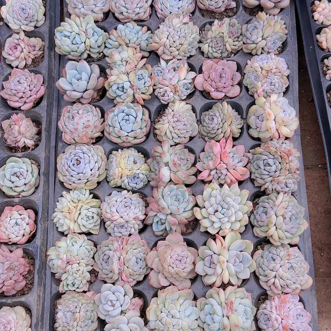 直播一物一拍多肉28