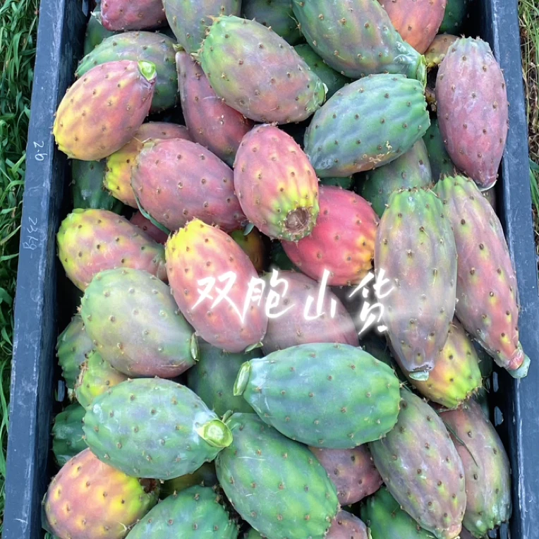正宗云钻红肉仙人掌带根种片新品种可食用仙人掌