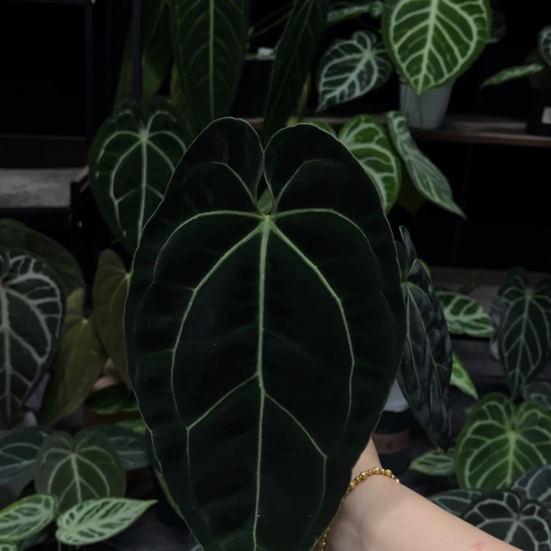 以实际为准黑贝斯848