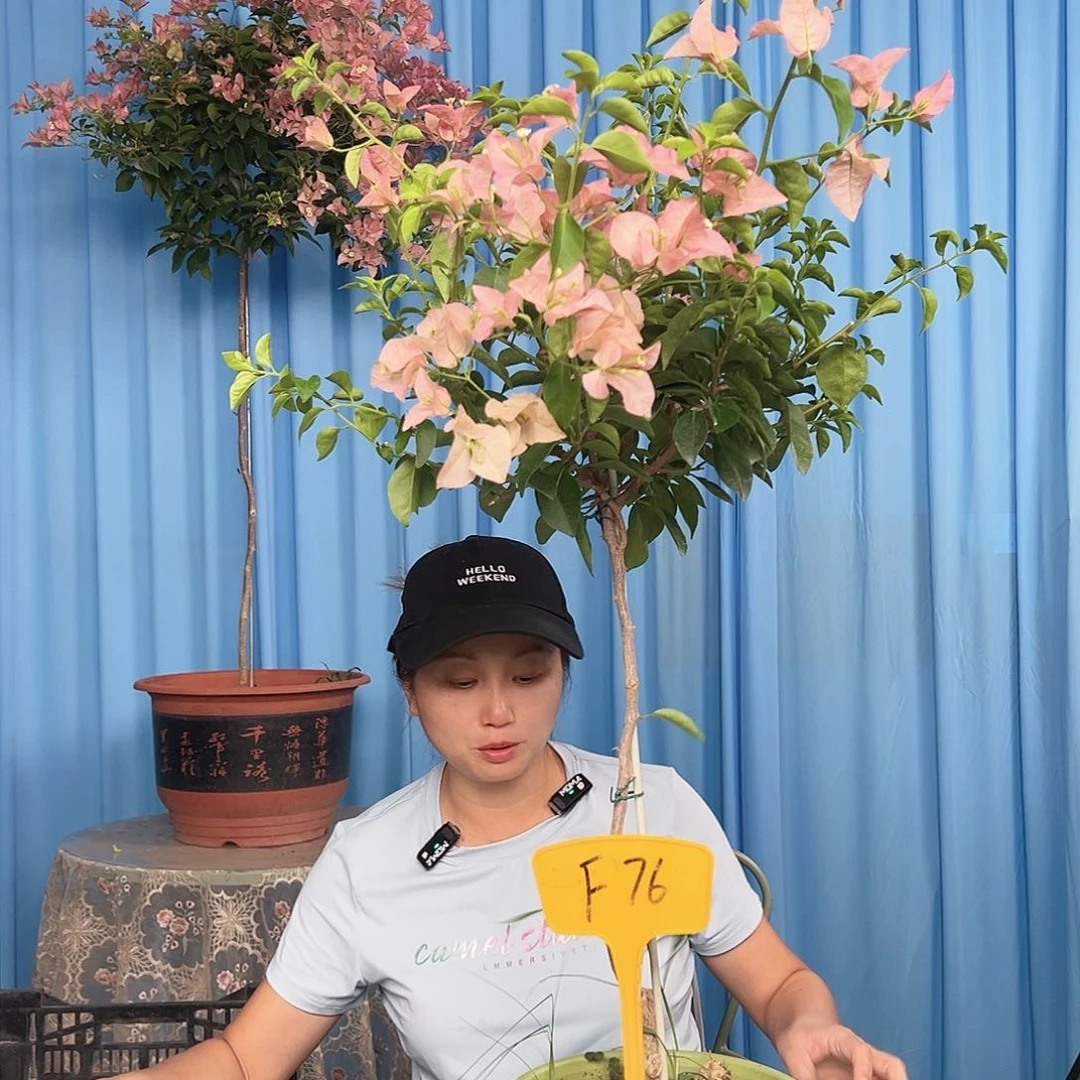 喧***吧大部分开放少量花苞F76卡亚塔