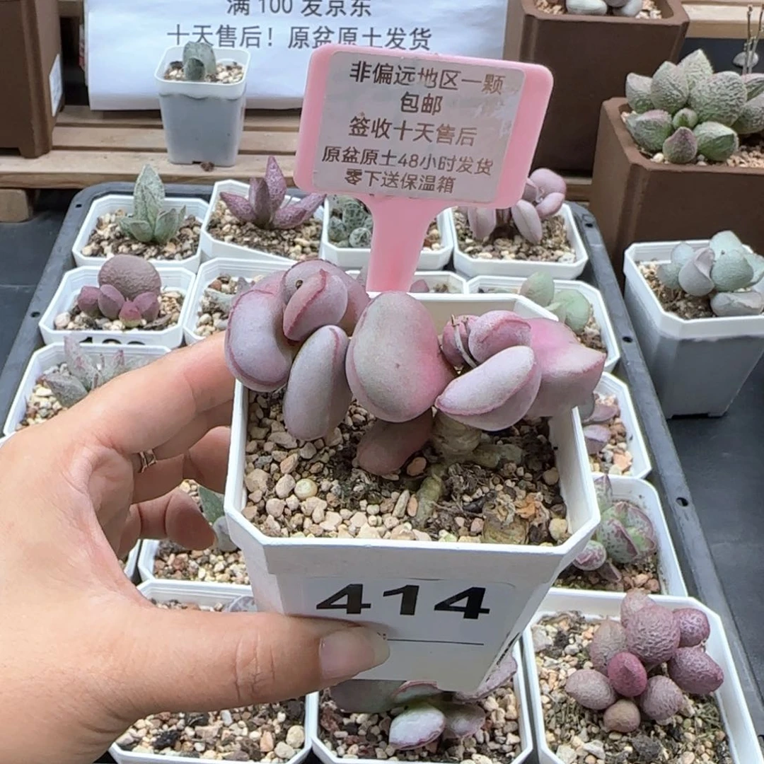 摩*?414白肌红蛋多肉植物