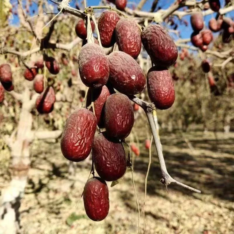 【新疆直发】新疆若羌灰枣自然吊干未加工未清洗带土带灰发货