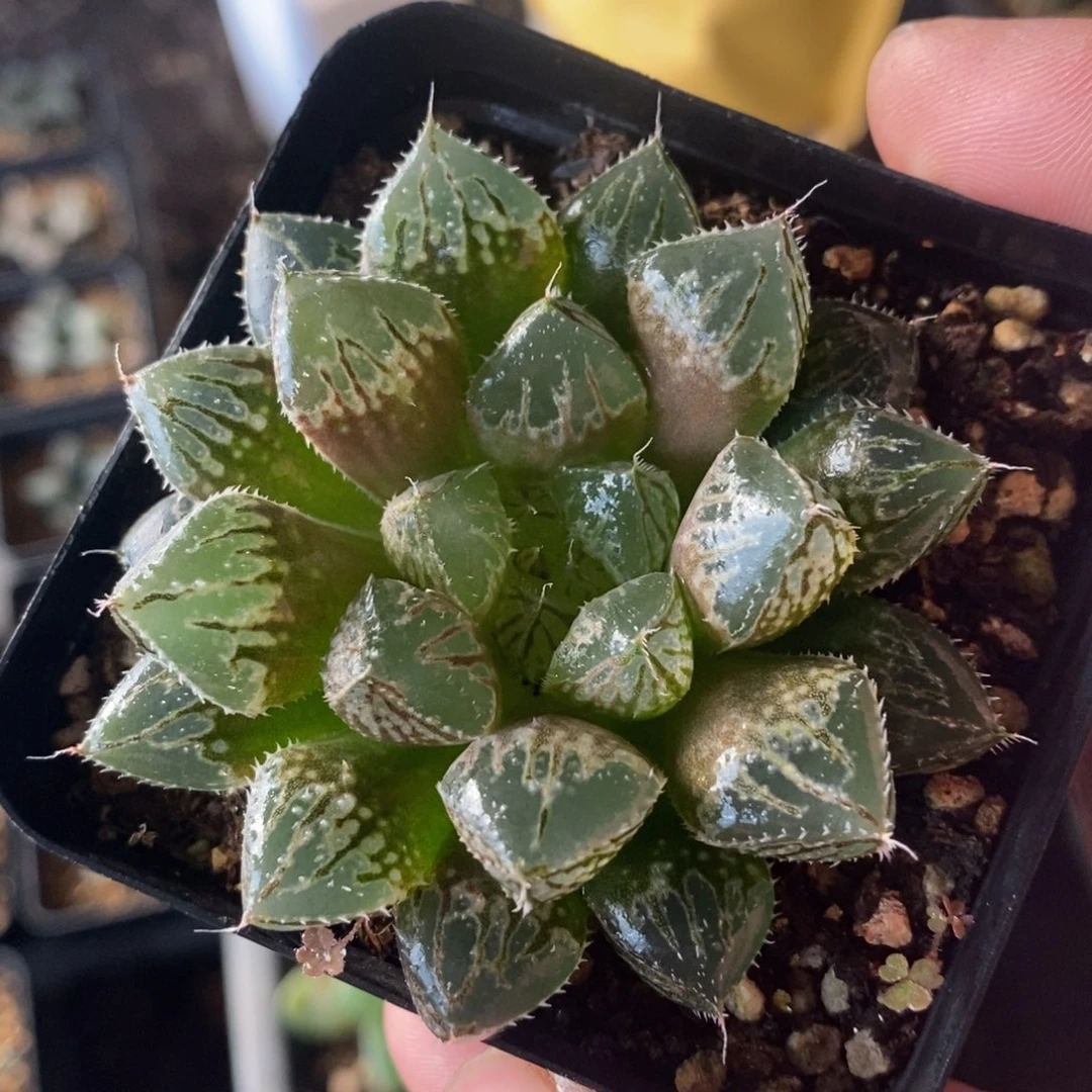 楼兰一颗 整点福利