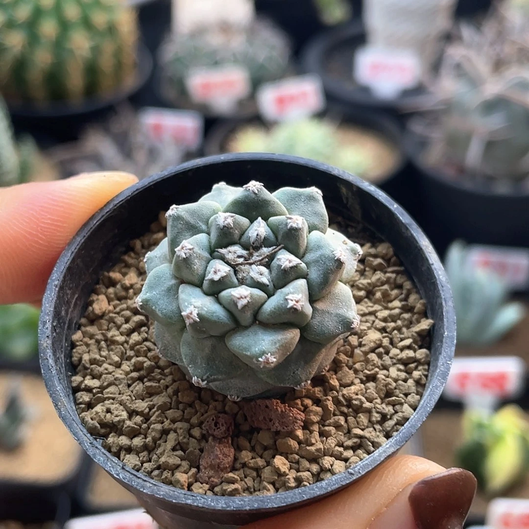 实生大尤赤花娇丽仙人球