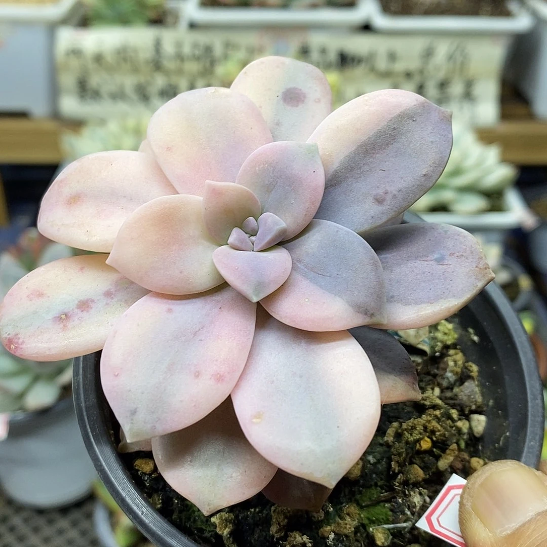 2415 华丽风车花脸锦