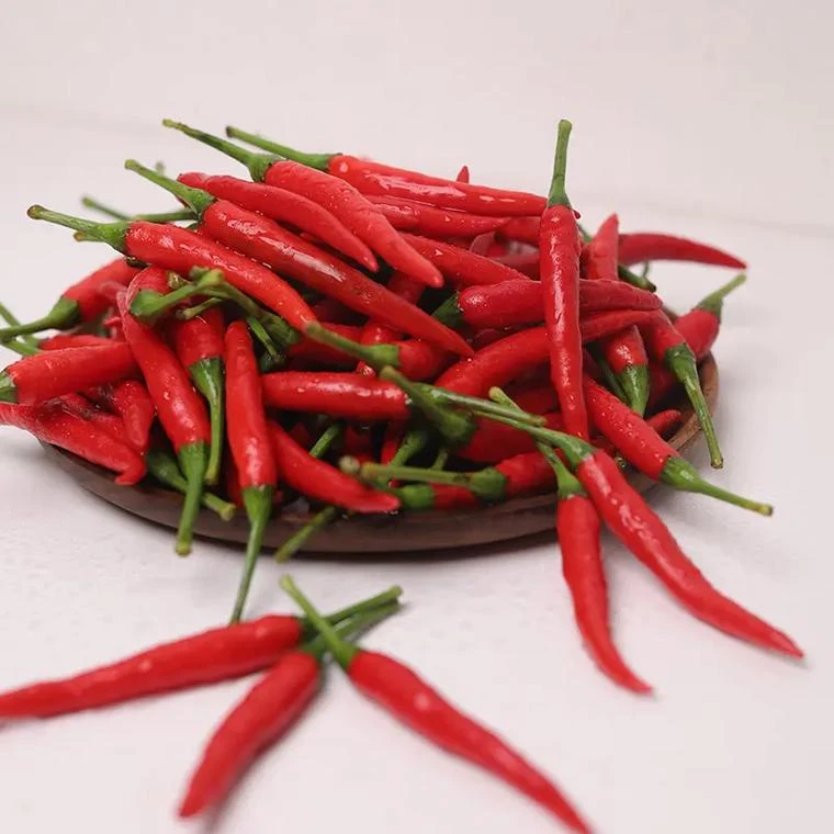 新鲜现摘云南小米椒朝天椒餐饮调味泡椒剁椒蔬菜