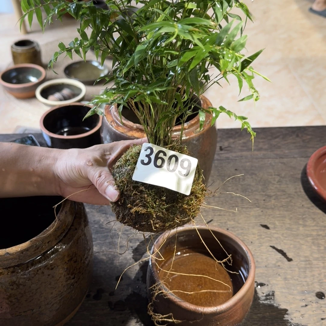 妍****罐静静小院老物件3609