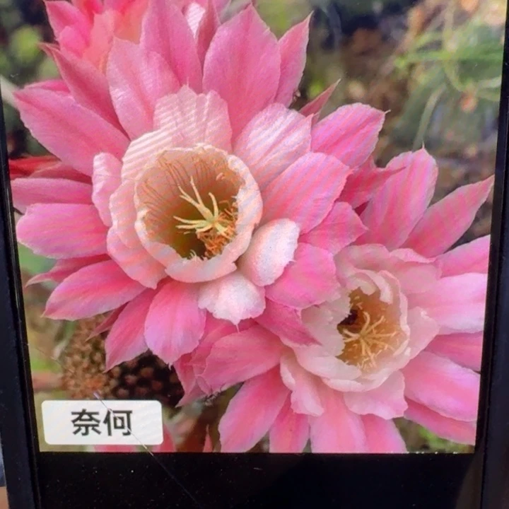 358金妞奈何歪4公分左右无根侧牙，20包邮