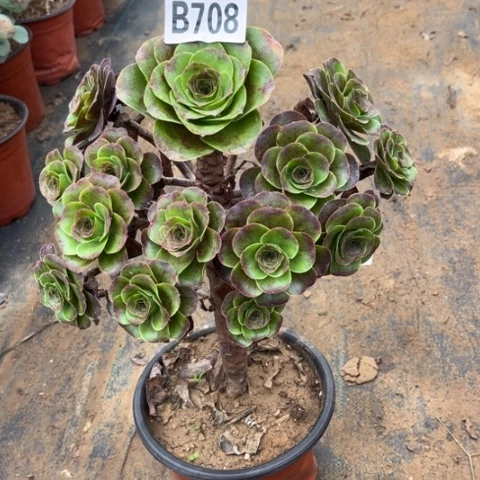 708枚金玫瑰不包断枝