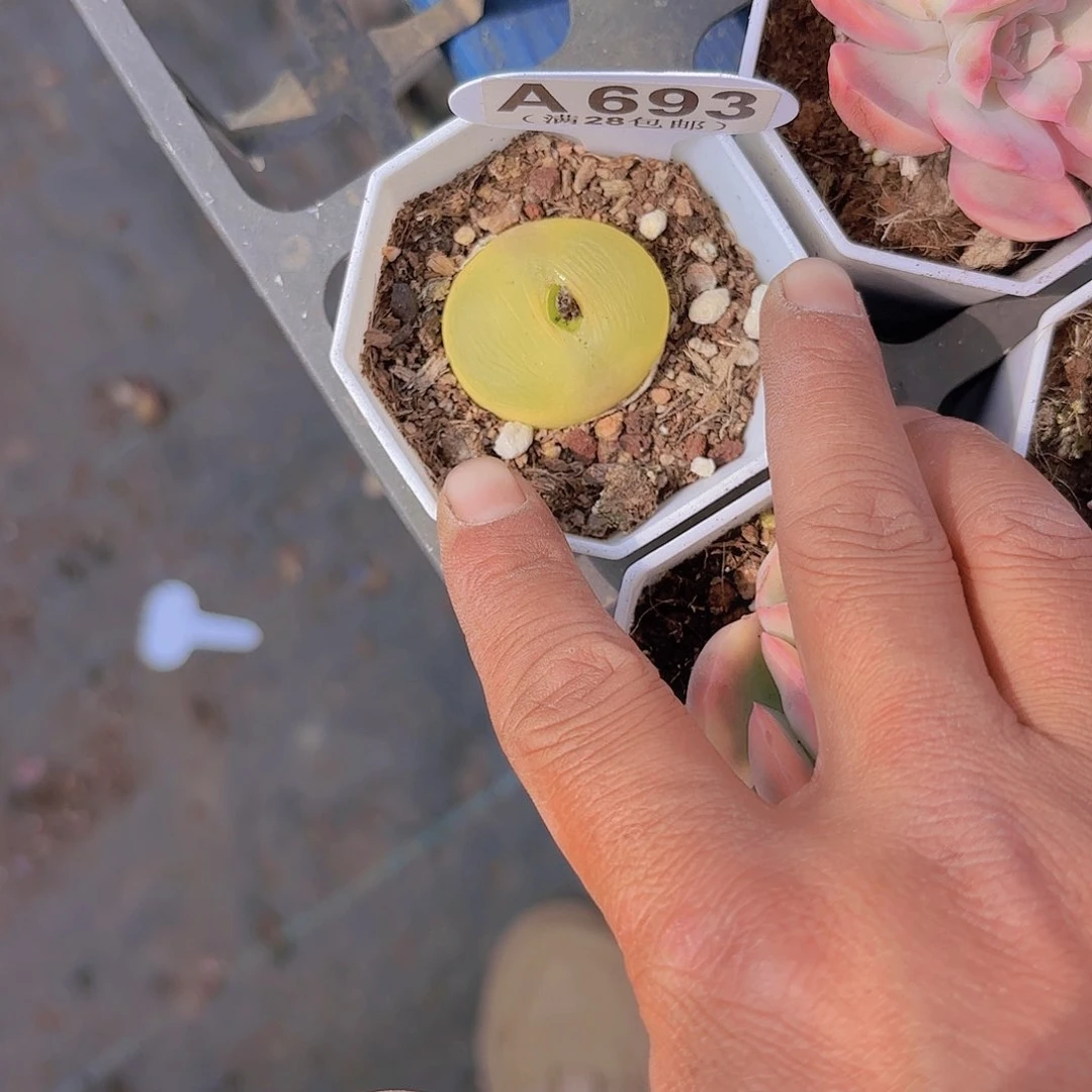 童*?A693毛汗尼一物一拍