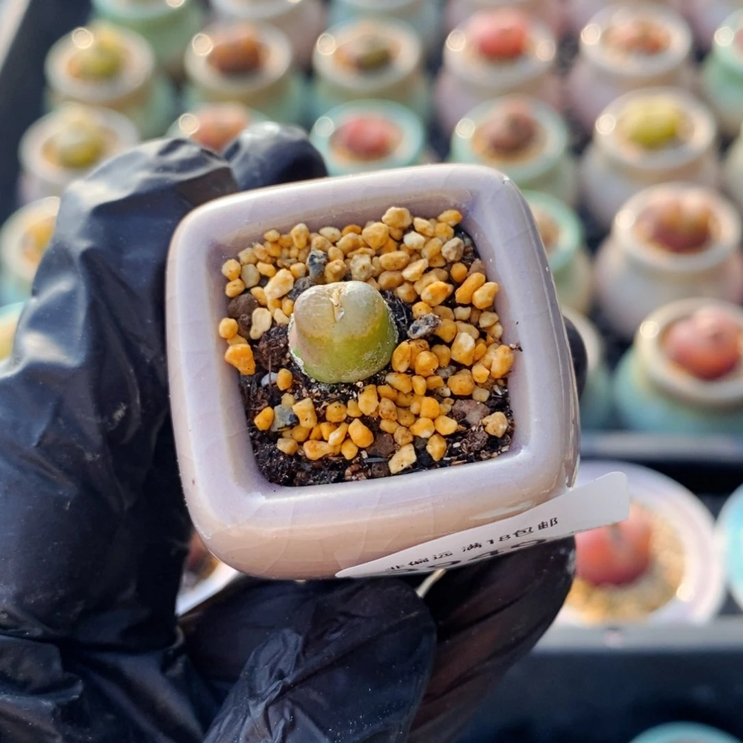 3949--一物一拍 带盆 雪茄母本