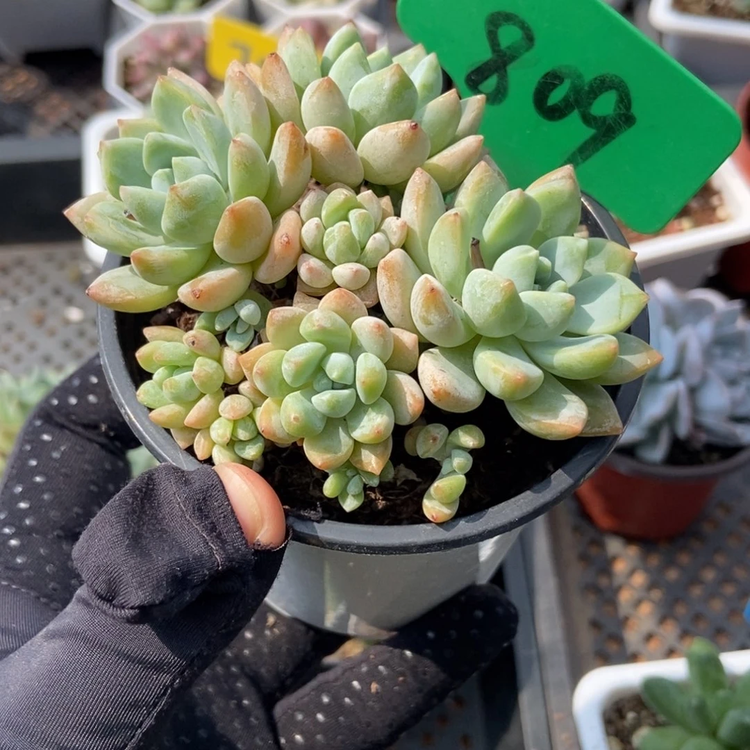 809忘舒多肉植物保护