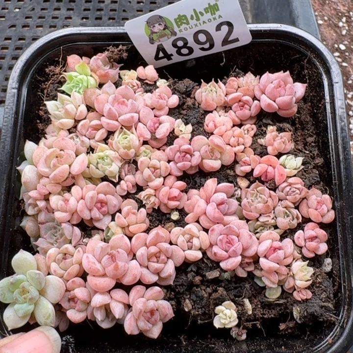 多肉植物多肉植物