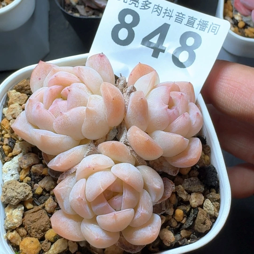 圆梦群生         多肉植物