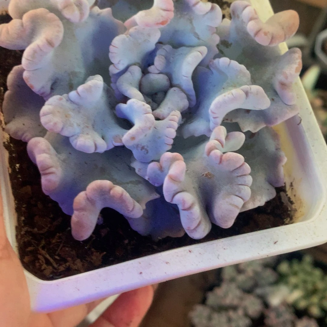 芭蕾舞者大  一颗包邮 多肉