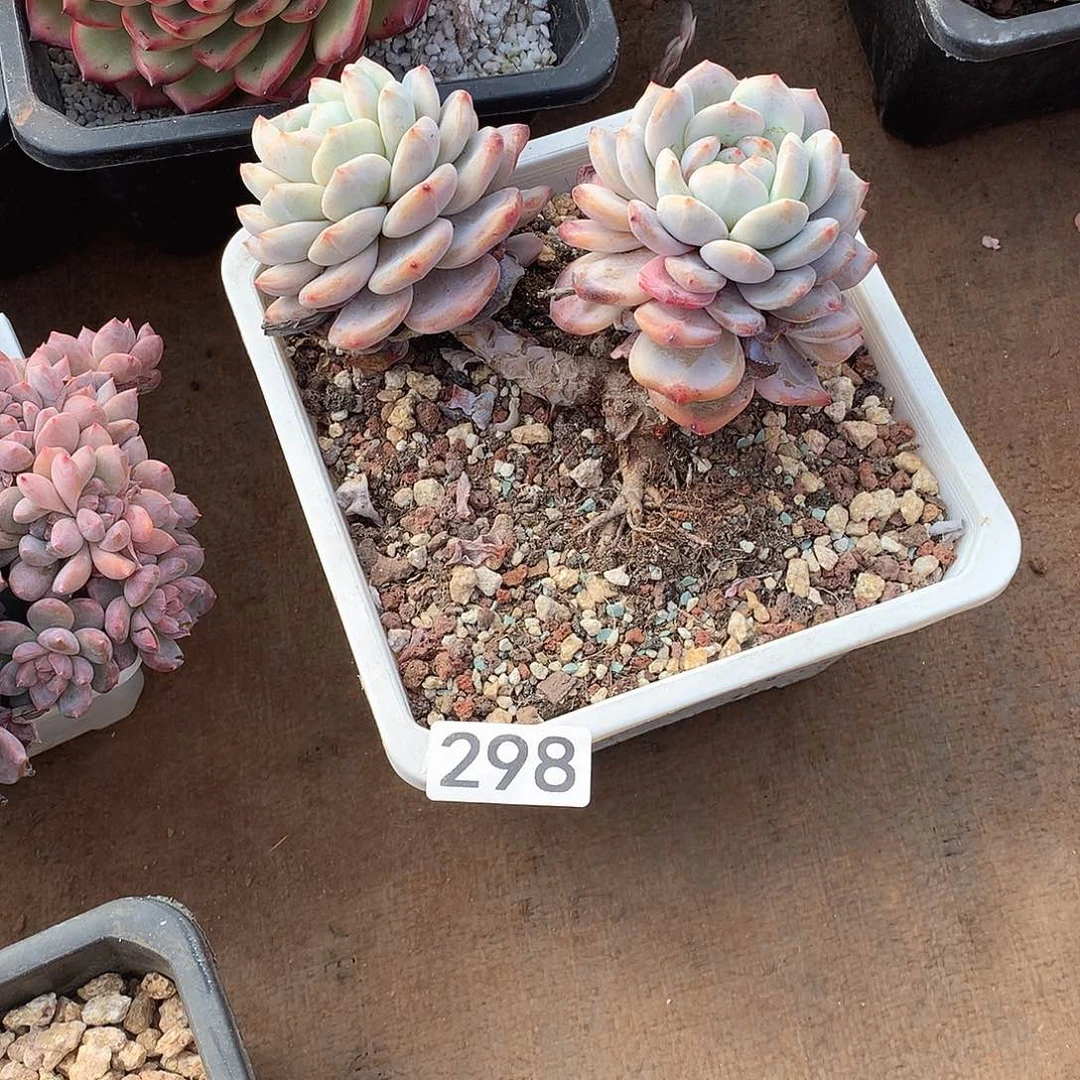 298 一物一拍多肉