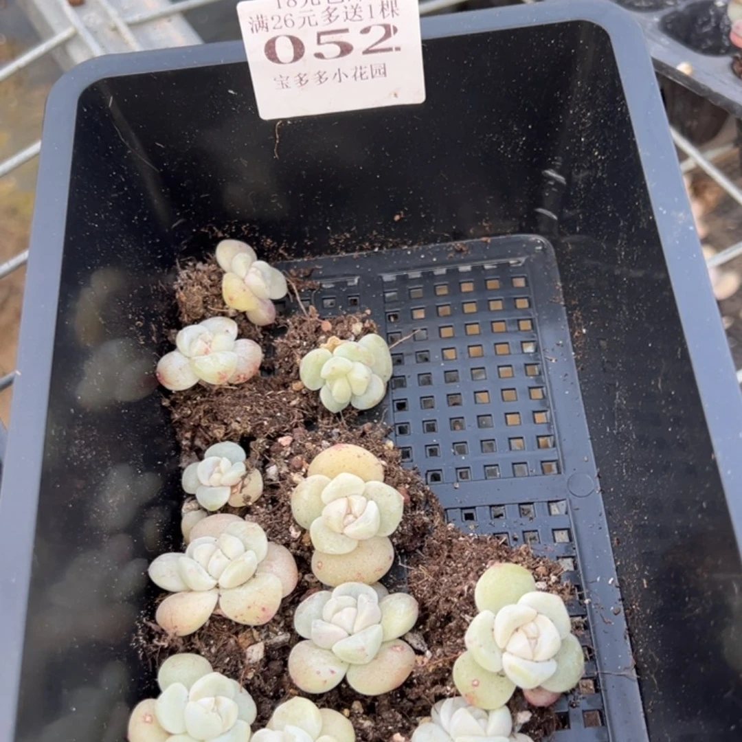 *****052号到手一筐一物一拍