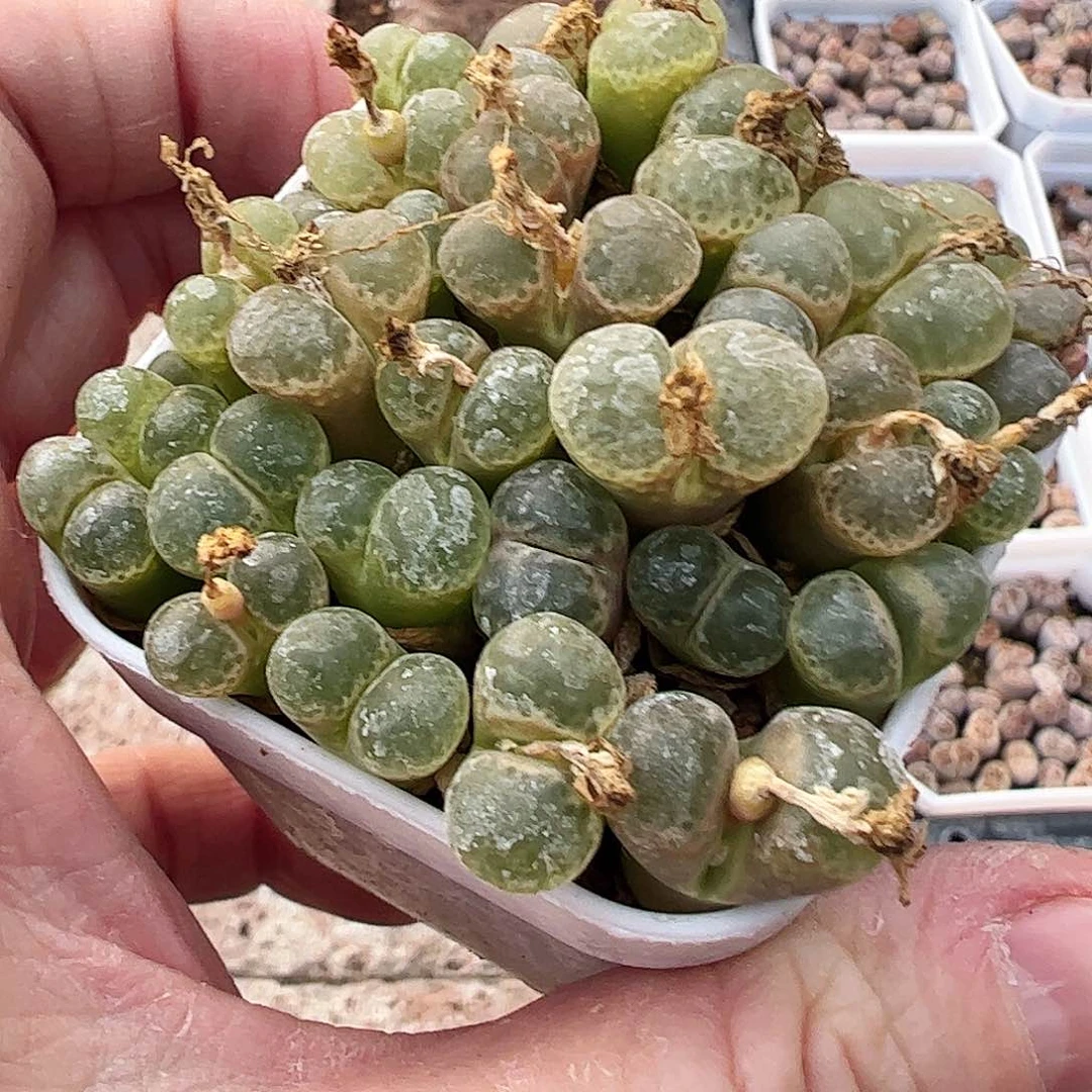 带盆发星辰……………………………