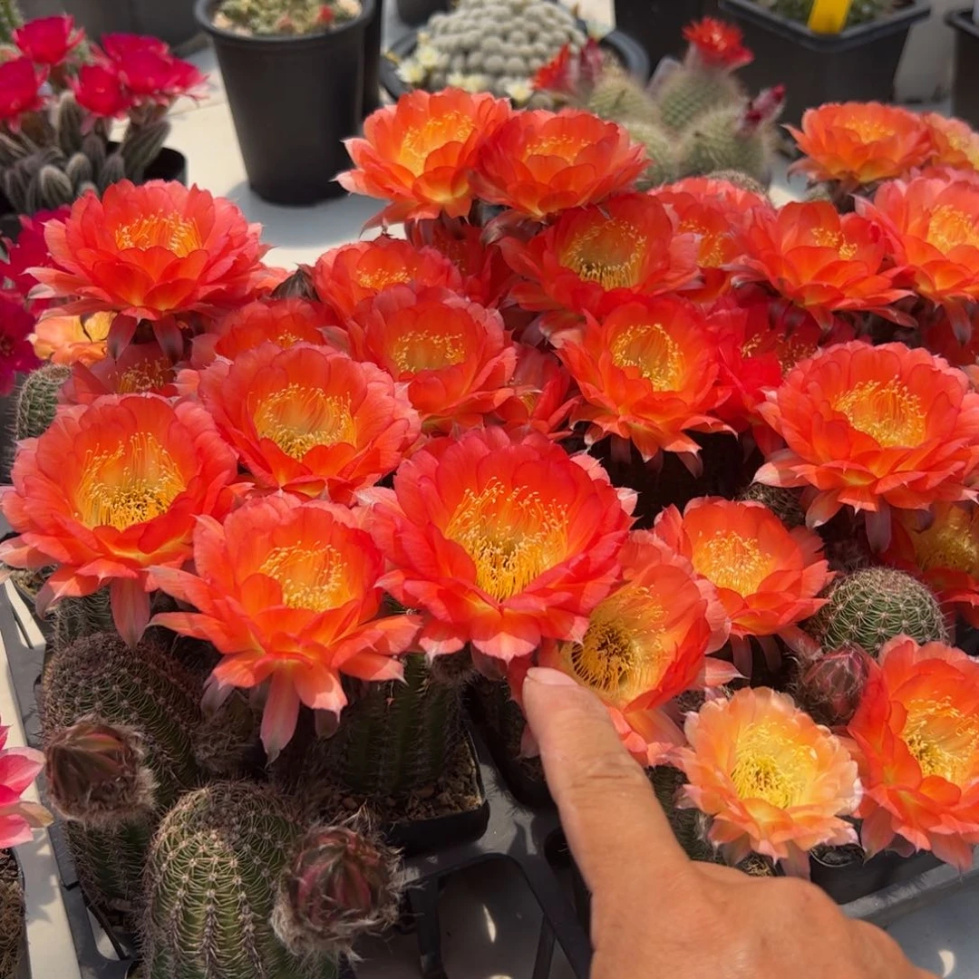 Ky1537丽花随机一颗带花苞