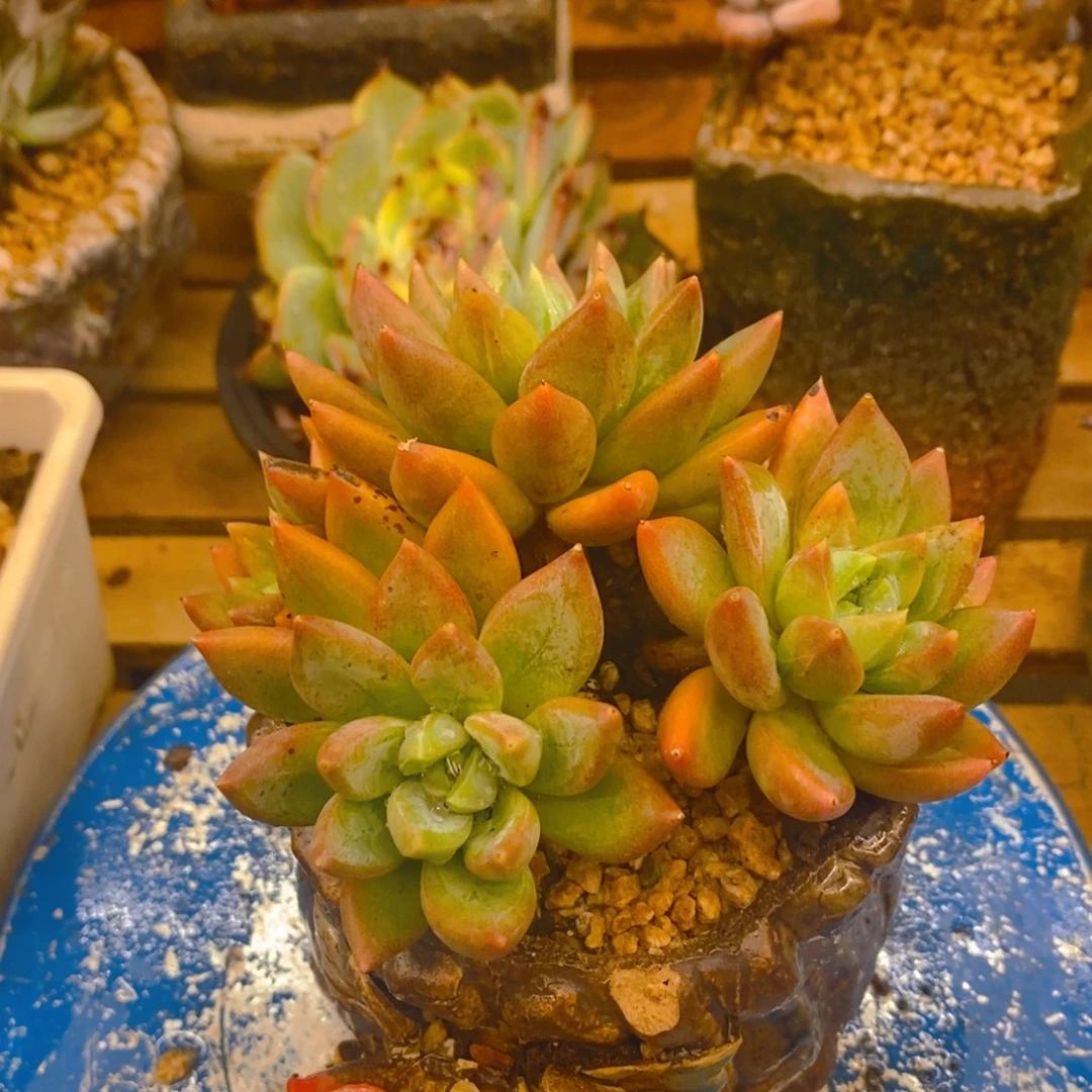多肉植物肉肉植物