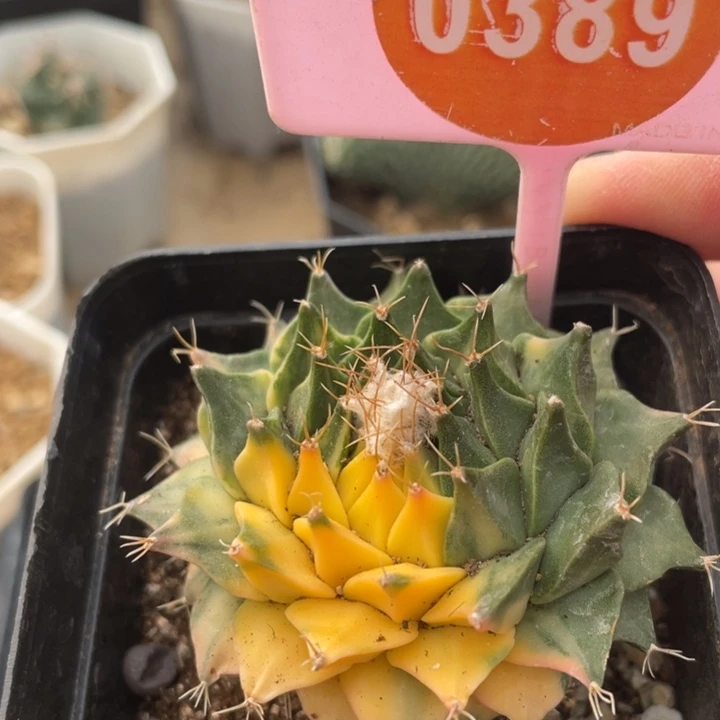 自根帝冠锦03890000