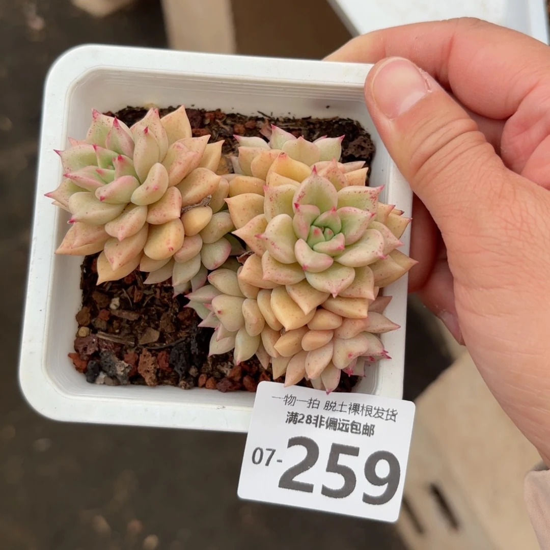 璀璨老桩多肉多肉