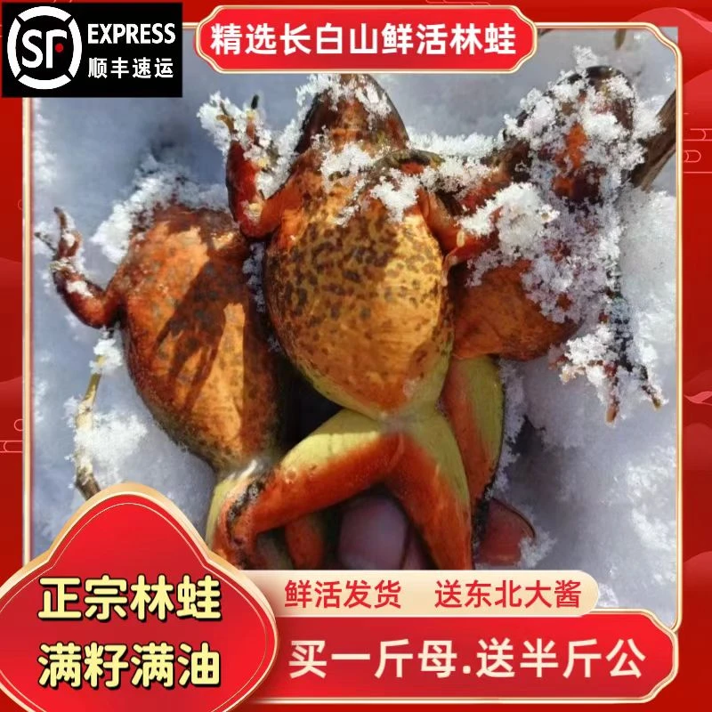 东北林蛙（母）蛤蟆满籽满油只【顺丰包邮】两