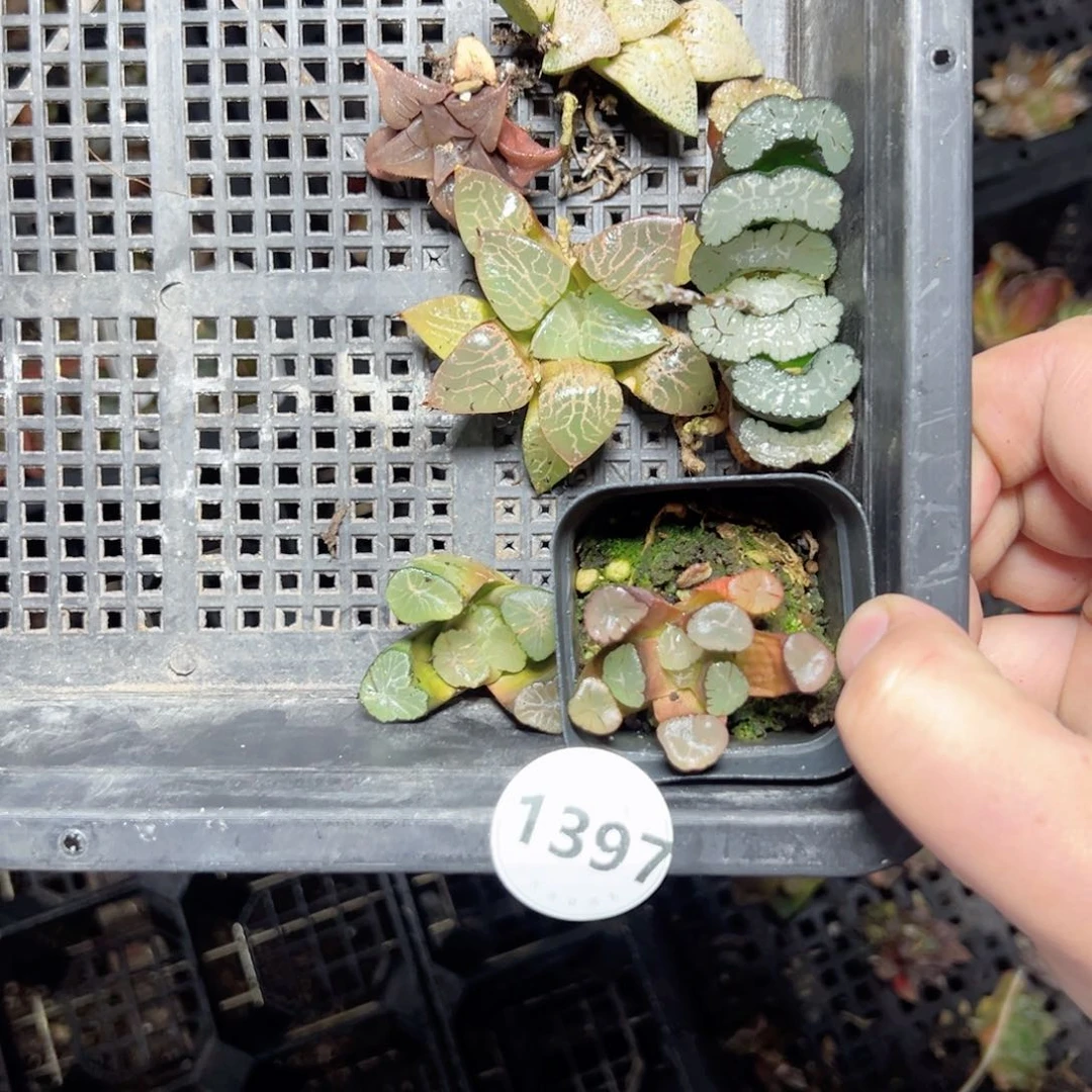 玺*1397多肉植物，