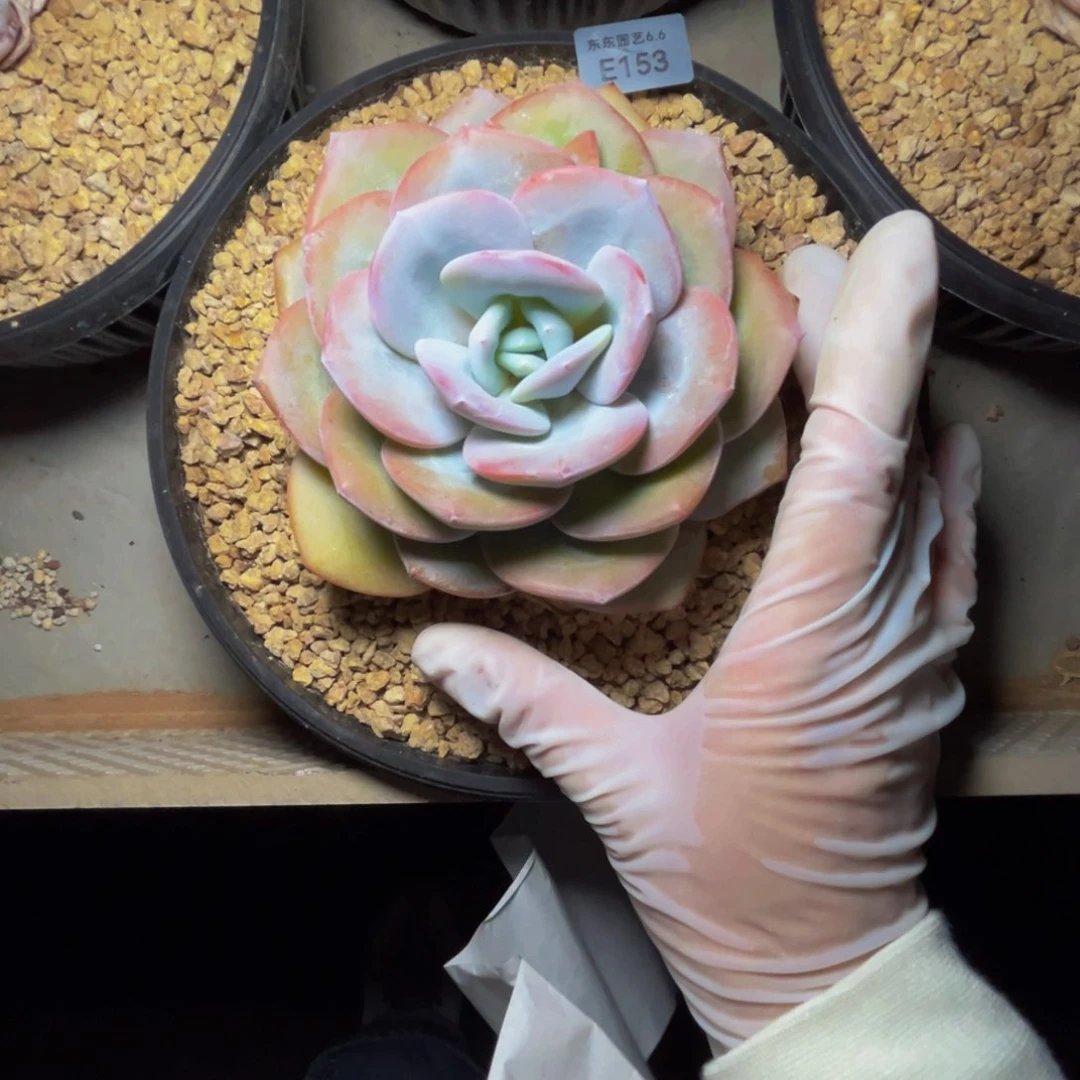 e e e e e e e e e e 153