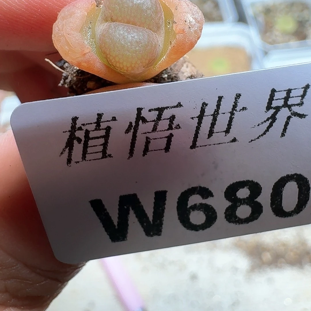 680盒多肉植物哇c c