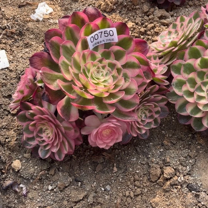 00750荔枝多肉植物