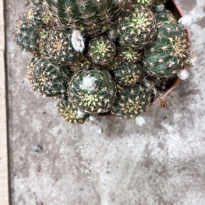 丽花6.99仙人球6公分左右