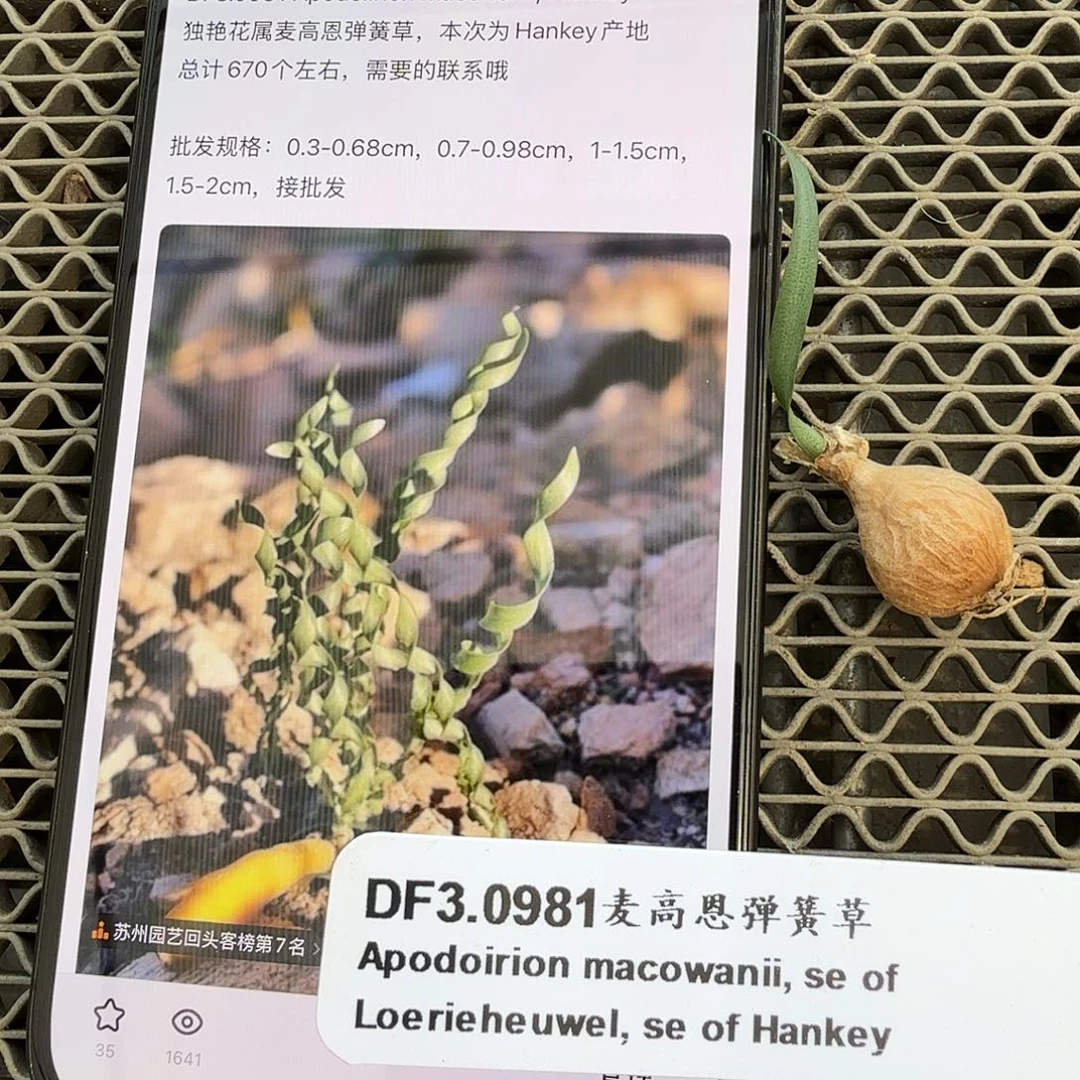 麦高恩 弹簧草一个