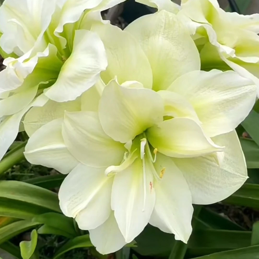 【玛丽琳】大花重瓣朱顶红包对版送肥料