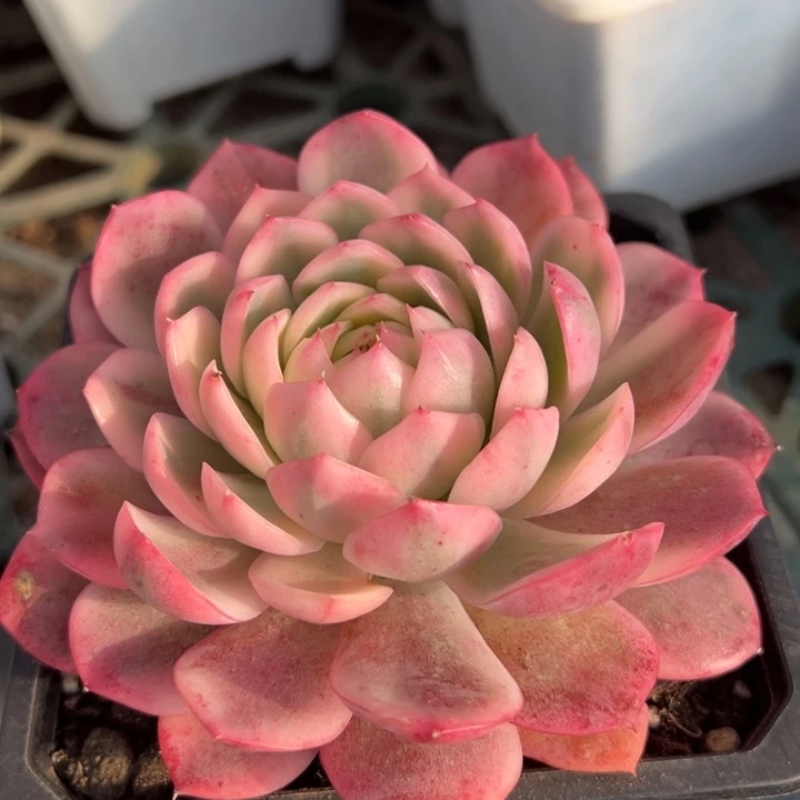 粉水晶锦一物一拍锦龙