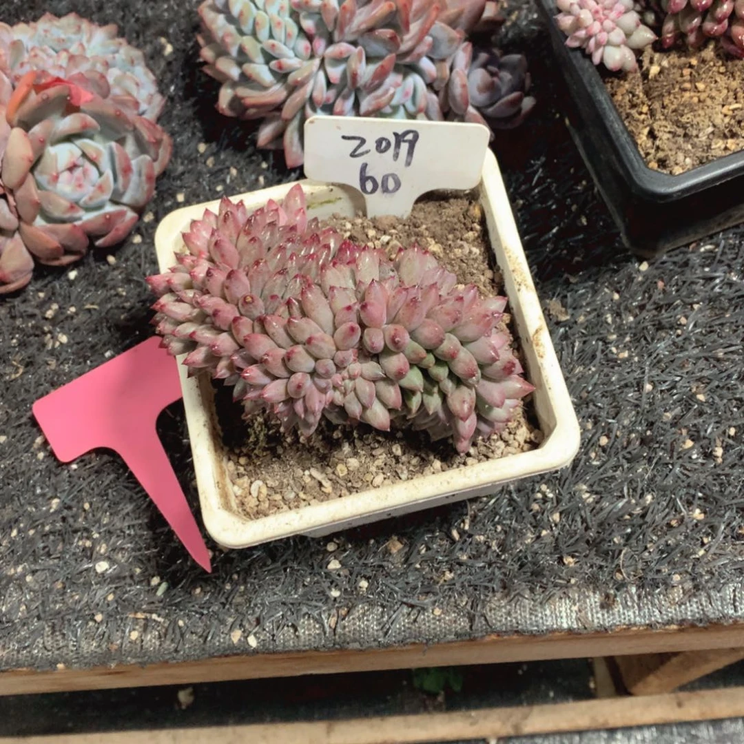 多肉植物车厘子缀201960号48
