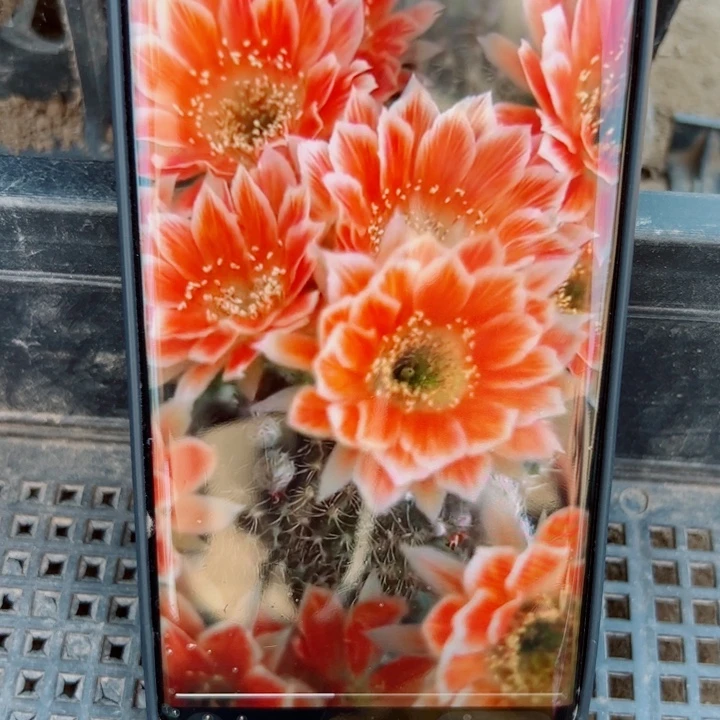 154丽花貂蝉歪无根侧芽2一3公分左右20包邮
