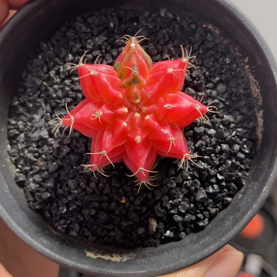 精品米哈—脱土发货2